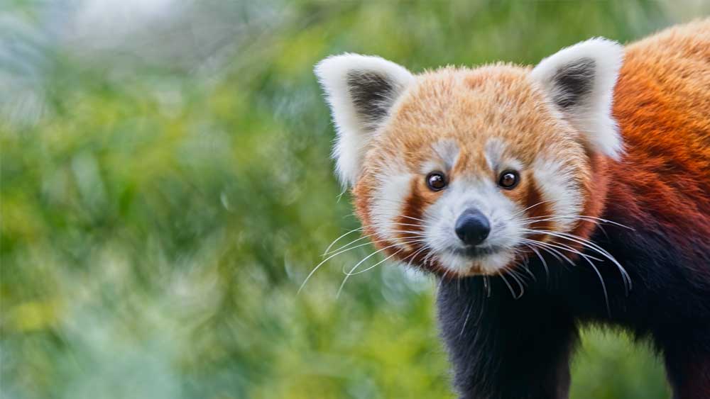 Surveillance Tracing: Red Pandas in Himalayan Nepal | The Institute for